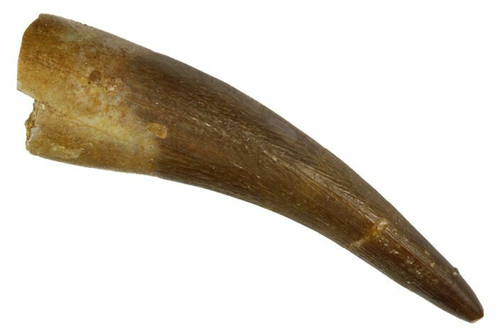 Fossil Plesiosaur (Zarafasaura) Tooth - Morocco #186233
